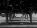 Trees Pattern Shadow
