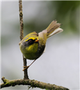 Acrobatic warbler 