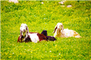 Goats enjoying spring