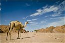 EG 08 Camel in the Egyptian desert