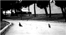 Pigeons on the Street