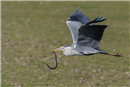 TN 03 Grey Heron with Viperine water snake at Ichkeul national park