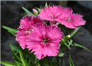 Dianthus chinensis