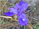 زهرة الربيع السوسن الأزرق 