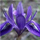 Native Blue Iris