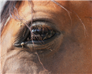 عين الحصان