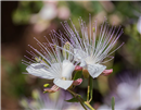 TN 01 Capparis spinosa Ichkeul National Park