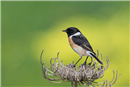 TN 06 European Stonechat (Saxicola rubicola) male, at Ichkeul national park