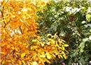 التقطت الصورة في فصل الخريف من بيتنا حيث شجرة التوت اليمين وشجرة الجوز الشمال