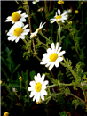 daisies 