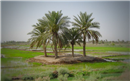 IQ 03 Dates Palms in Iraq