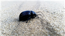 AL 08 Bug on the sand