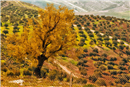 شجرة الذهب - The Golden Tree