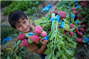 A Boy with radish