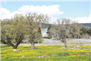 Jerash tree 2