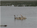 IQ 05 Iraqi geeses in Ahwar (Marshes) of Al-Chibayish