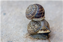 Snail Twins