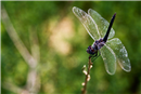 dragon fly