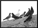 مجموعة من طيور الحَمام الدَّاجن