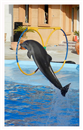 One Dolphin Show