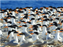 EG 11 طائر الخرشنه - محميات جنوب البحر الاحمر