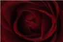 Heart Of Rose