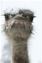 Colere of ostrich