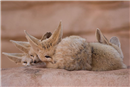 MO 02 Fennec Fox Peek