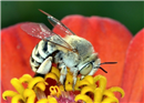 النحلة و رحيق الازهار
