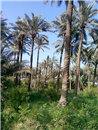 IQ 04 Dates palms in Iraq - Diyala Province