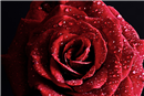 الورد الأحمر .. يرمز للحب الحقيقي ..