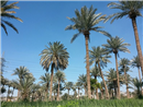 IQ 08 Dates palms in Iraq - Najaf Province