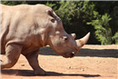 MO 03 Rhinoceros in the zoo of Rabat, Morocco