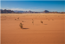 رمال الصحراء