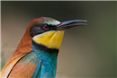 TN 05 European bee-eater (Merops apiaster) at Ichkeul national park