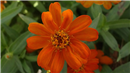 ORANGE FLOWER